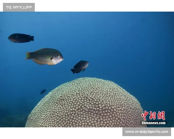 水下摄影机全程伴游 世运会自由潜水直播技术全面升级 水下摄影机全程伴游 世运会自由潜水直播技术全面升级